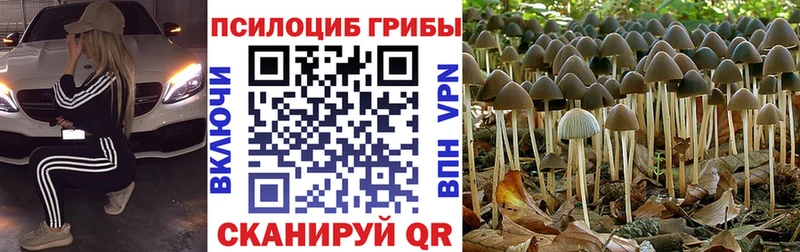 OMG как зайти  хочу   Мосальск  Псилоцибиновые грибы прущие грибы 